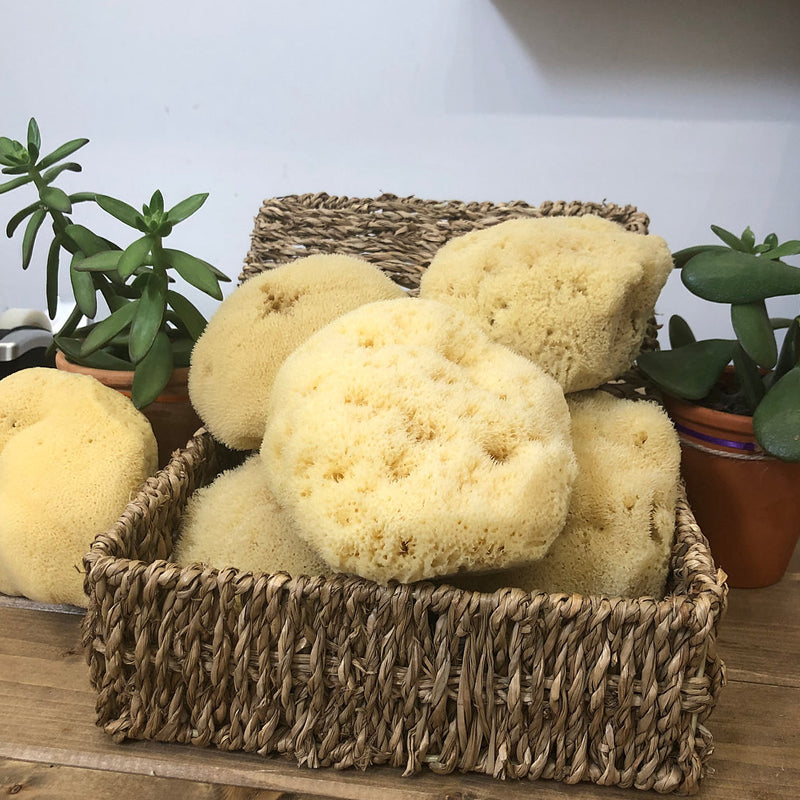 Large Natural Sea Sponge
